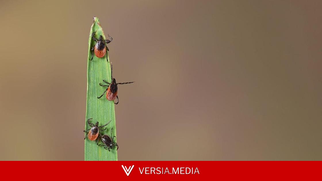 Незаметны из-за крошечного размера: кто такие наноклещи и чем они опасны